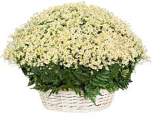 Цветочная композиция из Ромашки в корзине #REPLACE_PRED# Радужном Ханты-Мансийского АО